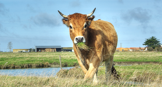 La Ferme des Cochets : vente directe viande bovine à Saint-Urbain près de Challans & Beauvoir-sur-Mer (85) 